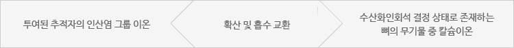 투여된 추적자의 인산염 그룹 이온  <- 확산 및 흡수 교환  -> 수산화인회석 결정 상태로 존재하는 뼈의 무기물 중 칼슘이온